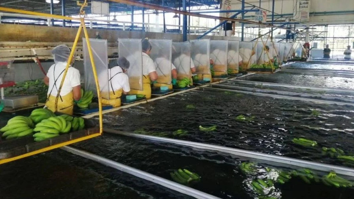 Banana workers in PPE