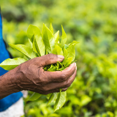 Fresh tea leafs in woman's hand, at tea garden