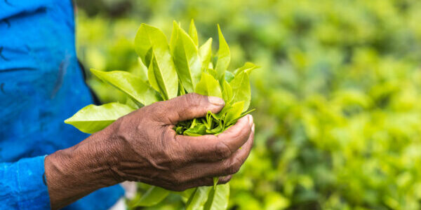 Fresh tea leafs in woman's hand, at tea garden