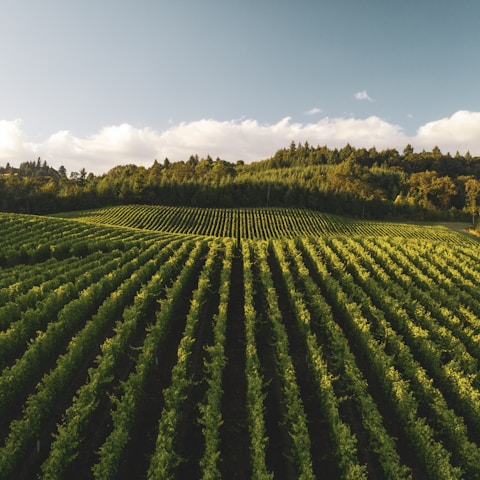 farmed fields
